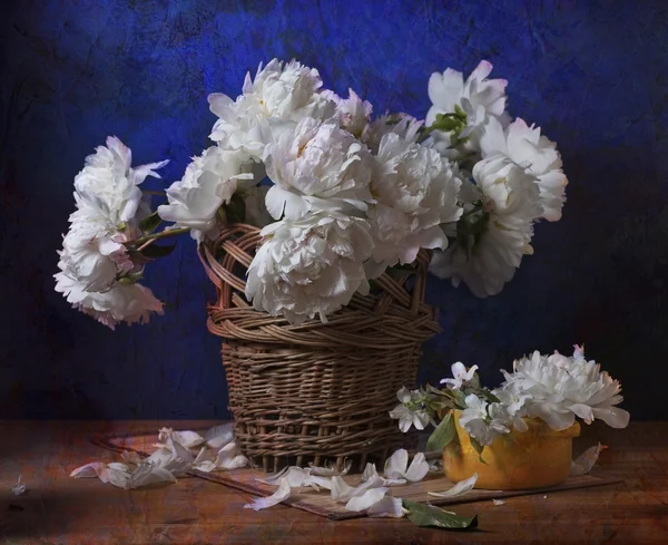 牡丹の花 — ストック写真