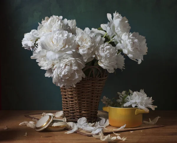 Peonies — Stock Photo, Image