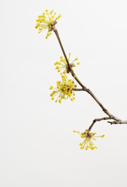 Dogwoods