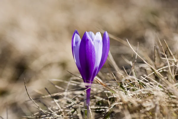 Crocus — Stock Photo, Image