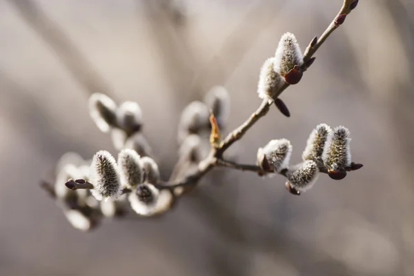 Willow — Stock Photo, Image