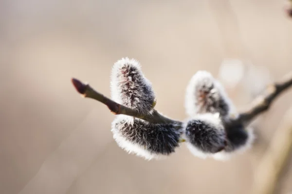 Willow — Stock Photo, Image