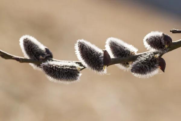 Willow — Stock Photo, Image