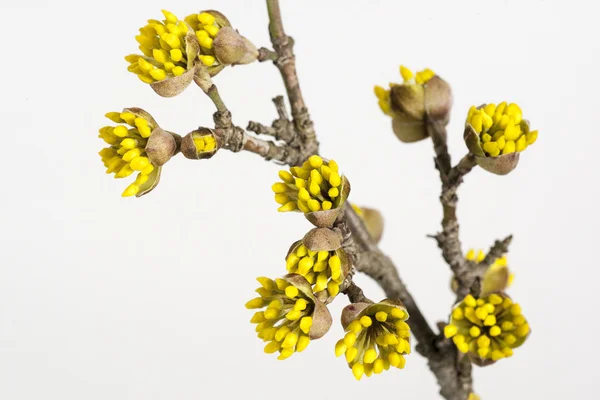 Dogwoods — Stok fotoğraf