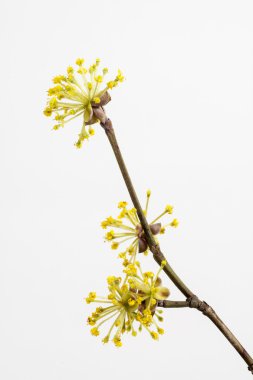 Dogwoods