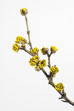 Dogwoods