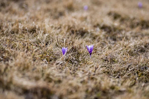 Crocus — Stockfoto