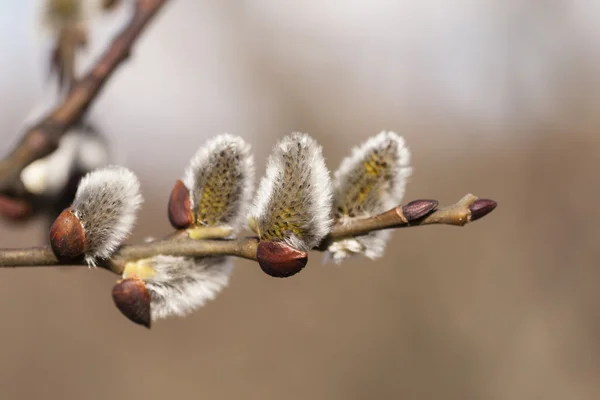 Willow — Stock Photo, Image