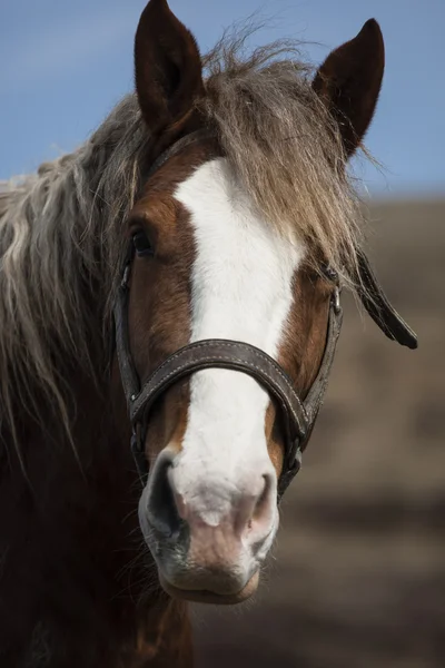 Horse — Stock Photo, Image