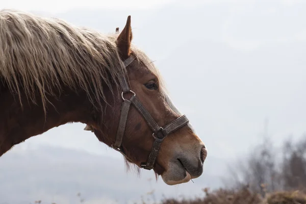 Pferd — Stockfoto