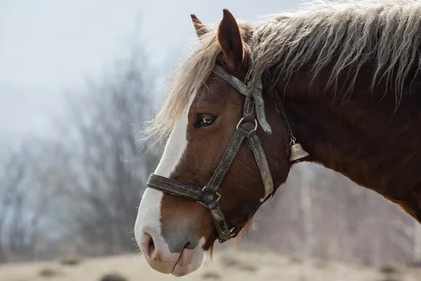 Caballo — Foto de Stock