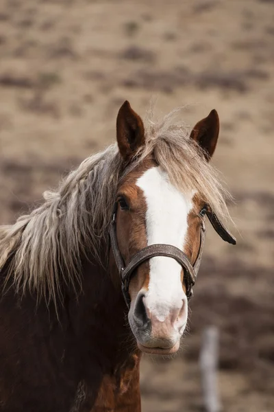 Pferd — Stockfoto