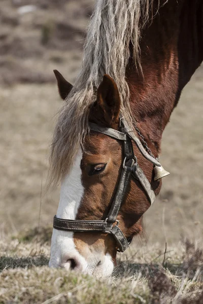 Cavalo — Fotografia de Stock