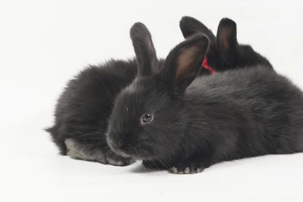 Rabits — Stock Photo, Image