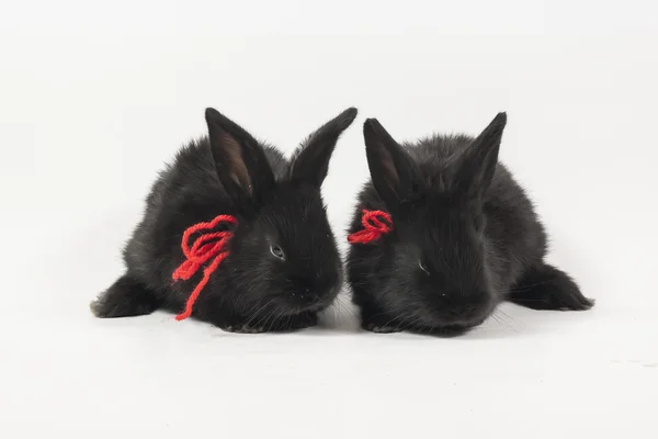 Rabits — Stock Photo, Image