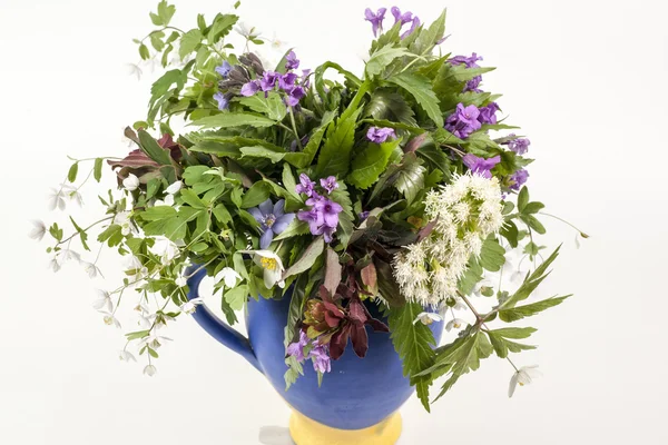 Spring flowers — Stock Photo, Image