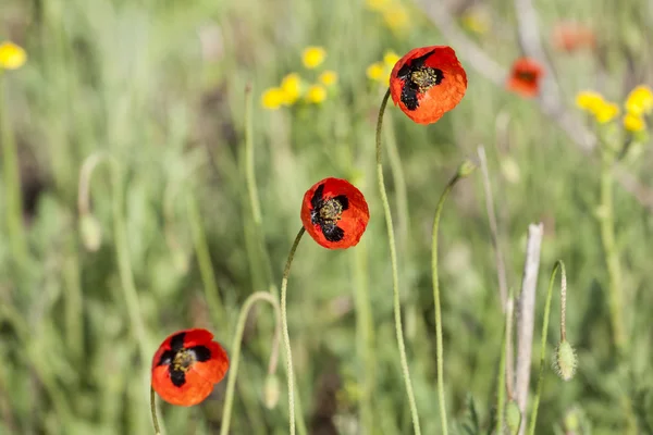 Amapolas —  Fotos de Stock