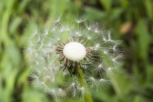 Paardebloem — Stockfoto