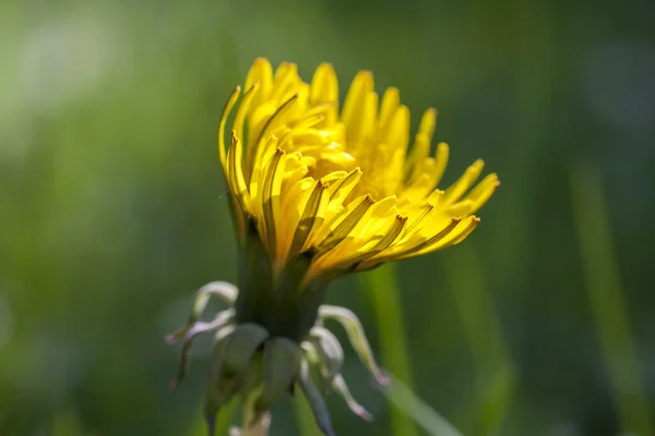 Diente de león — Foto de Stock