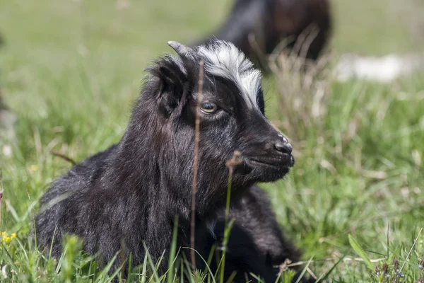 Ziege — Stockfoto