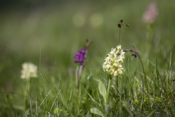 Bifolia — Fotografie, imagine de stoc