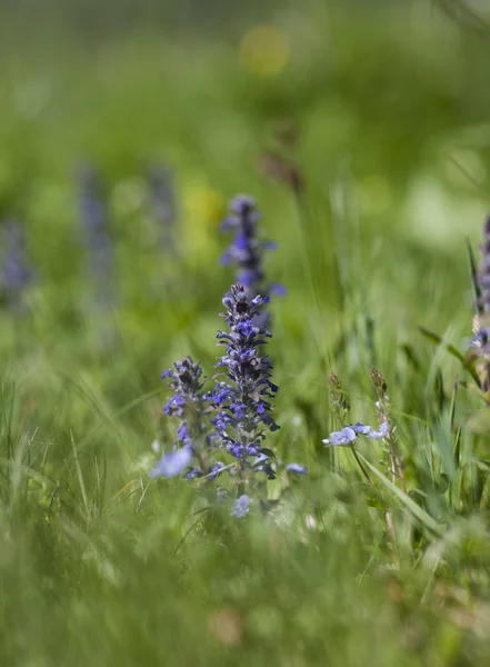 Fleurs sauvages — Photo