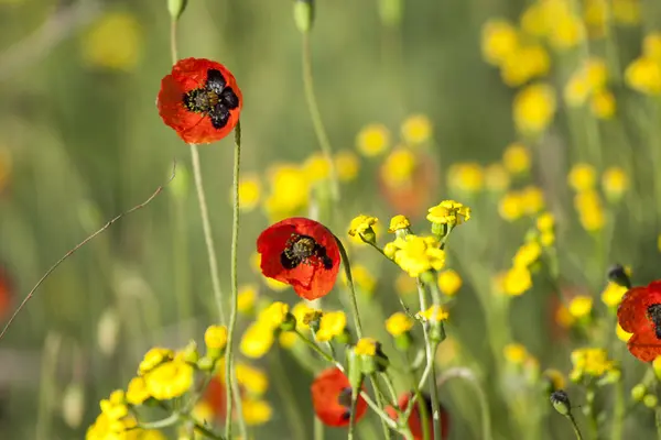 Amapolas —  Fotos de Stock