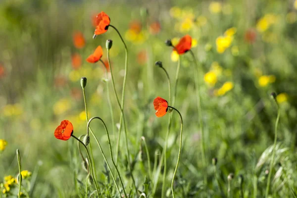 Mohn — Stockfoto