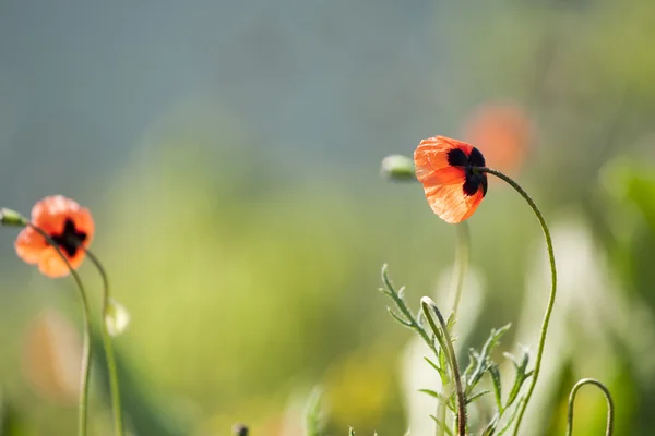 Coquelicots — Photo