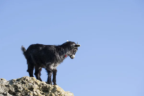 Goat kid — Stock Photo, Image