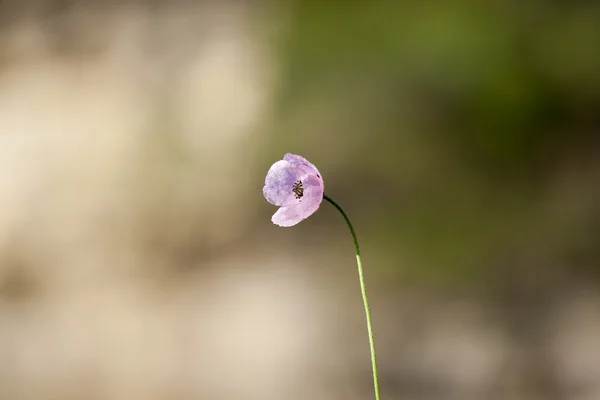 Poppyes — Stockfoto