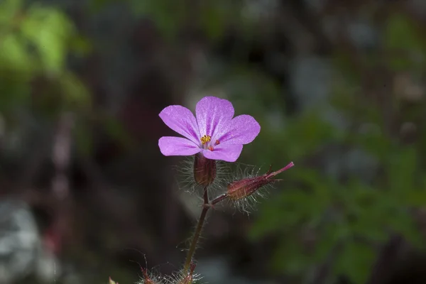 Veronica Ordförande — Stockfoto