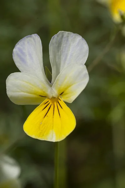 Viola —  Fotos de Stock