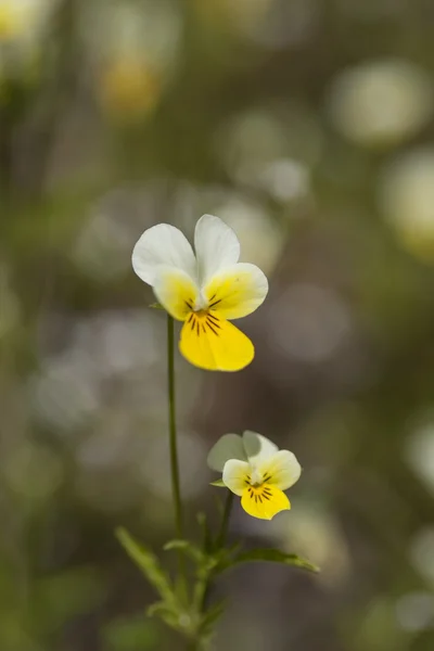 Violový — Stock fotografie