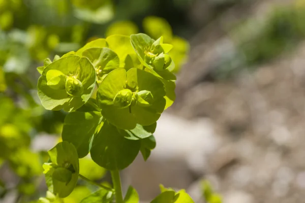 Blommor — Stockfoto