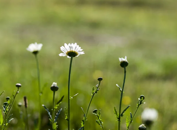 Papatyalar — Stok fotoğraf