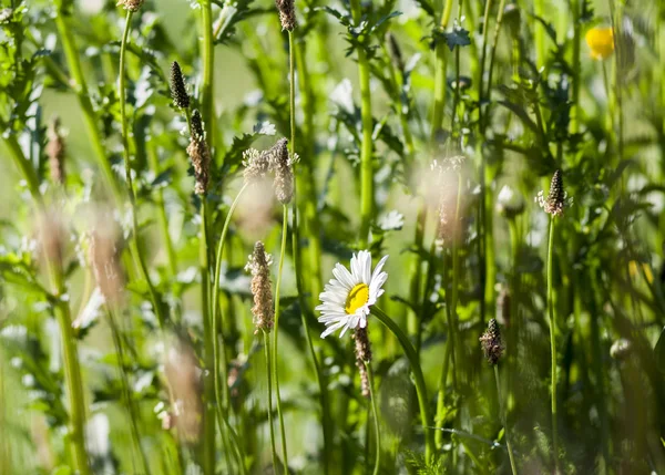 Marguerites — Photo