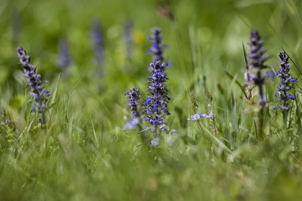 Wilde bloemen — Stockfoto