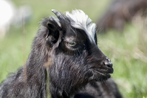 Ziege — Stockfoto