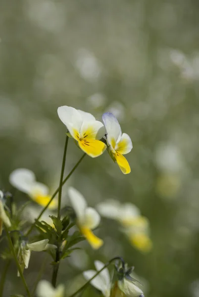 Viola. — Fotografia de Stock