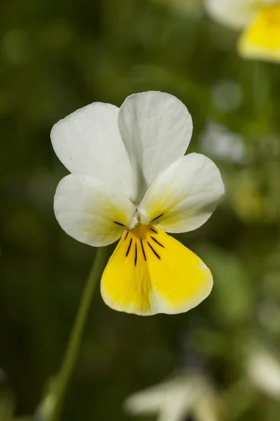 Viola —  Fotos de Stock