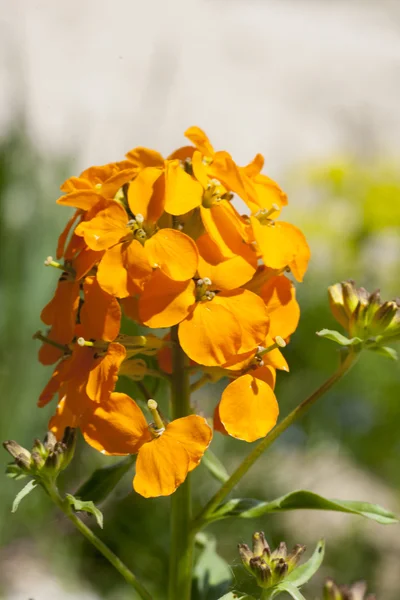 Flores — Fotografia de Stock