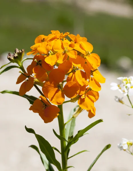 Blommor — Stockfoto