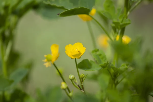 野生の花 — ストック写真