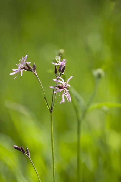 Medicinal flowers — Stock Photo, Image