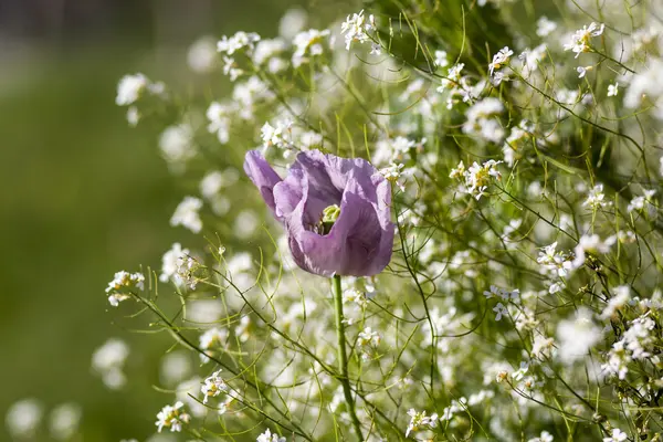 Poppy — Stock Photo, Image