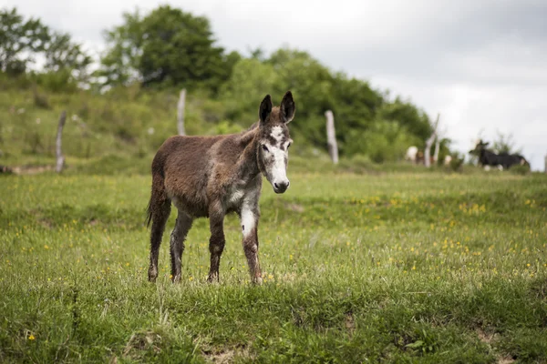 Donkey — Stock Photo, Image