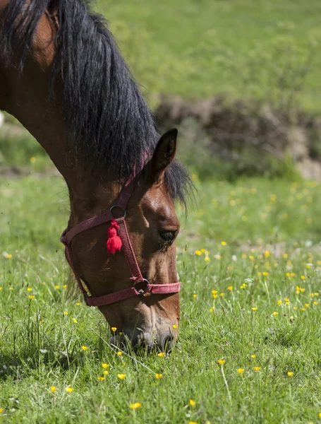 Pferd — Stockfoto