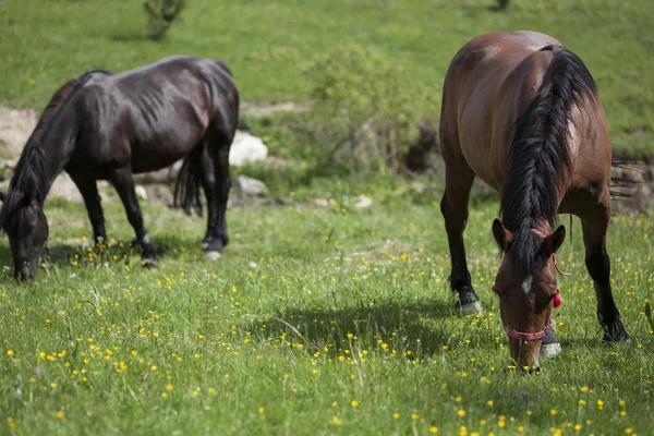 Pferd — Stockfoto