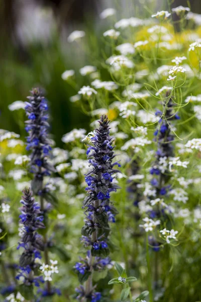 Vilda blommor — Stockfoto